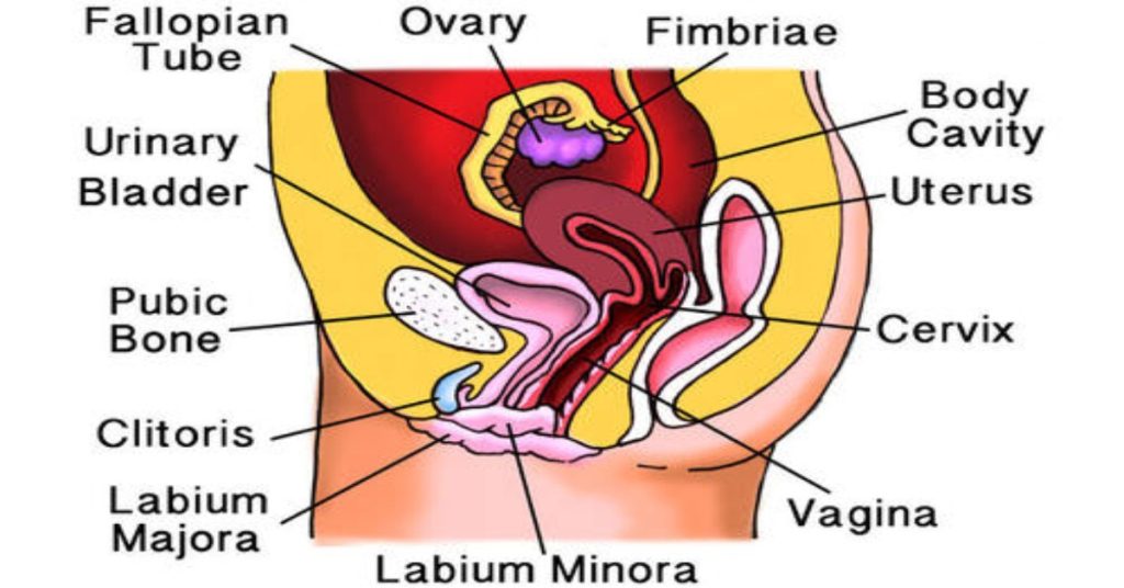 Nourish Your Way to a Healthy Uterus: Foods and Tips for Optimal Wellness