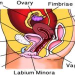 Nourish Your Way to a Healthy Uterus: Foods and Tips for Optimal Wellness